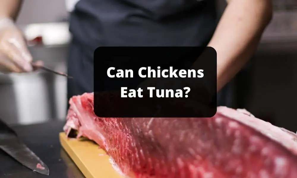 Can Chickens Eat Tuna