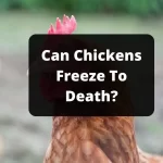 Can Chickens Freeze To Death