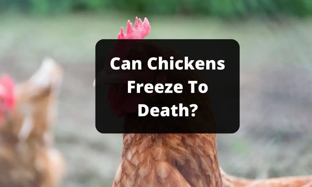 Can Chickens Freeze To Death