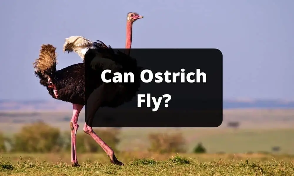 Can Ostrich Fly