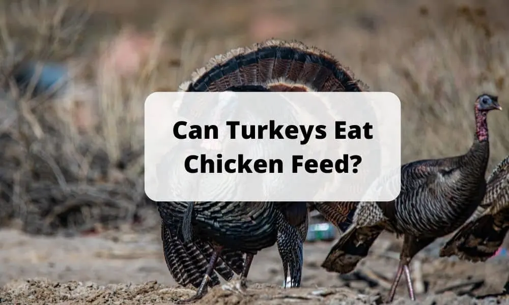 Can Turkeys Eat Chicken Feed