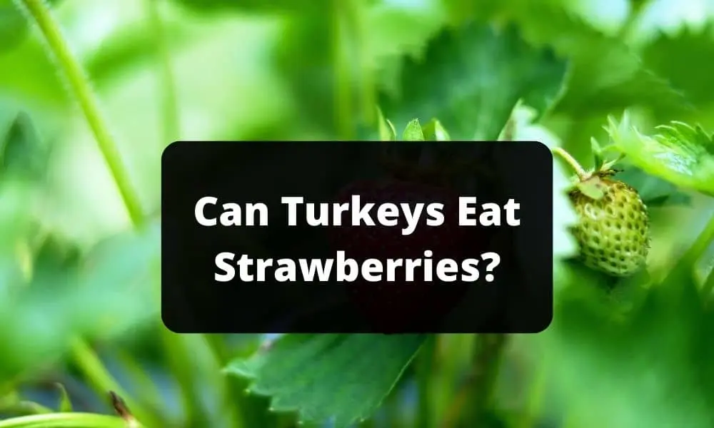 Can Turkeys Eat Strawberries