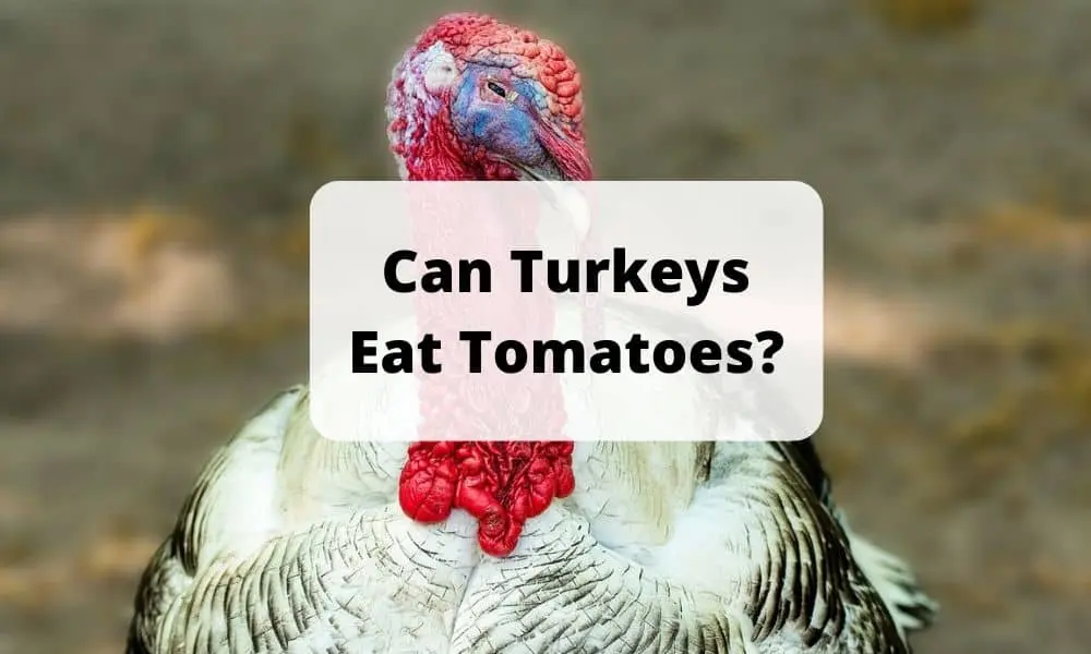Can Turkeys Eat Tomatoes