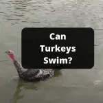 Can Turkeys Swim