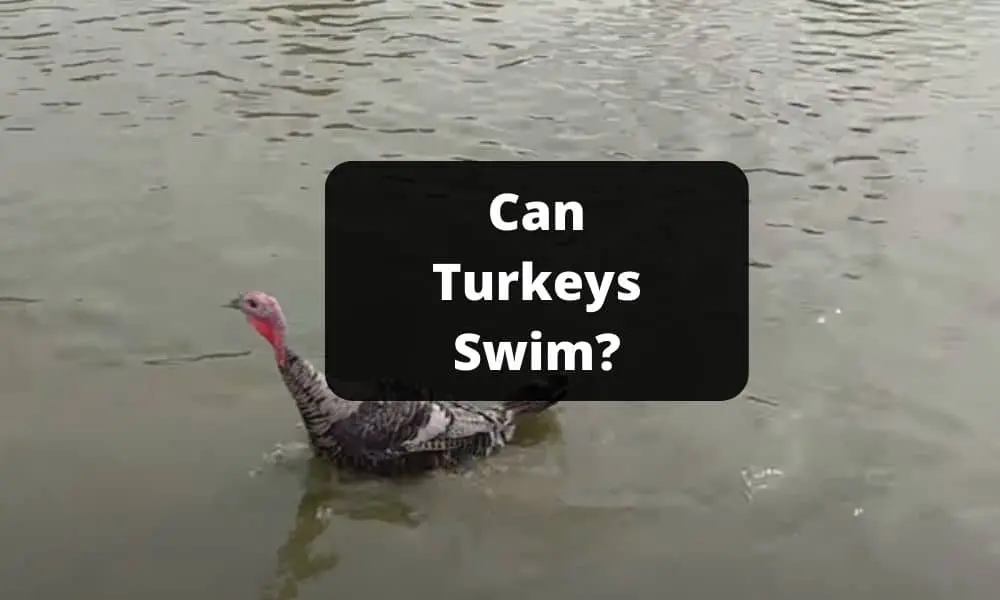Can Turkeys Swim