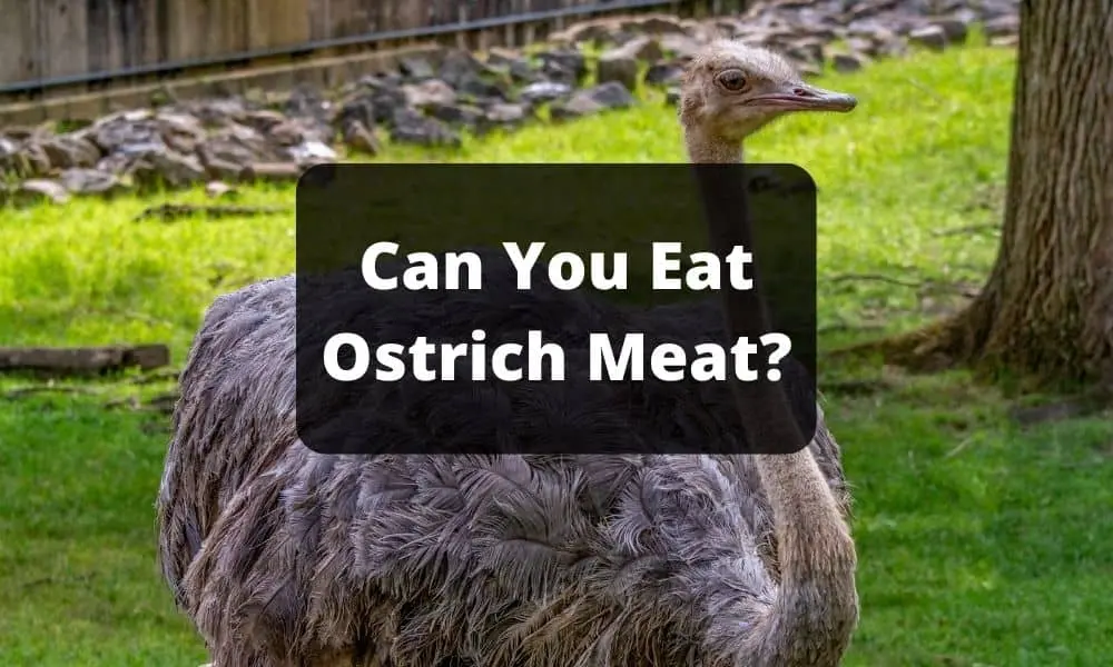 Can You Eat Ostrich Meat