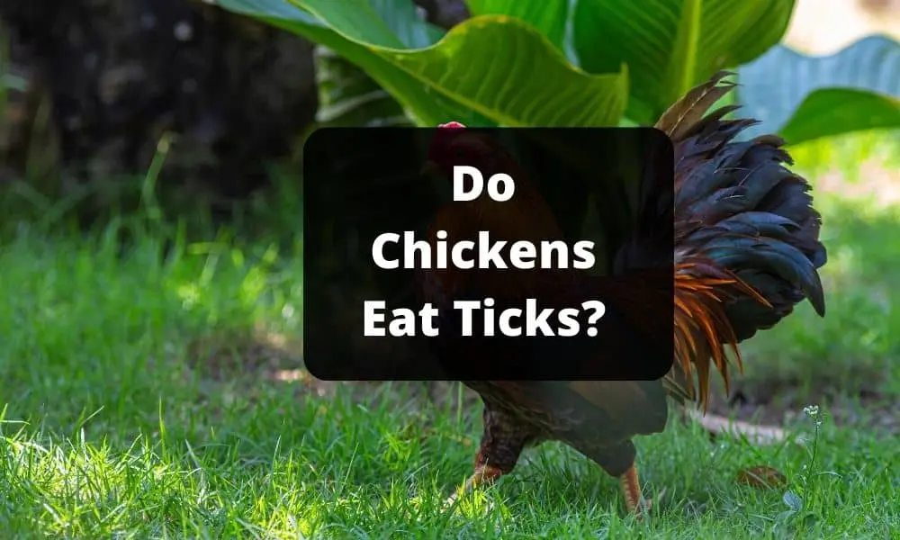 Do Chickens Eat Ticks