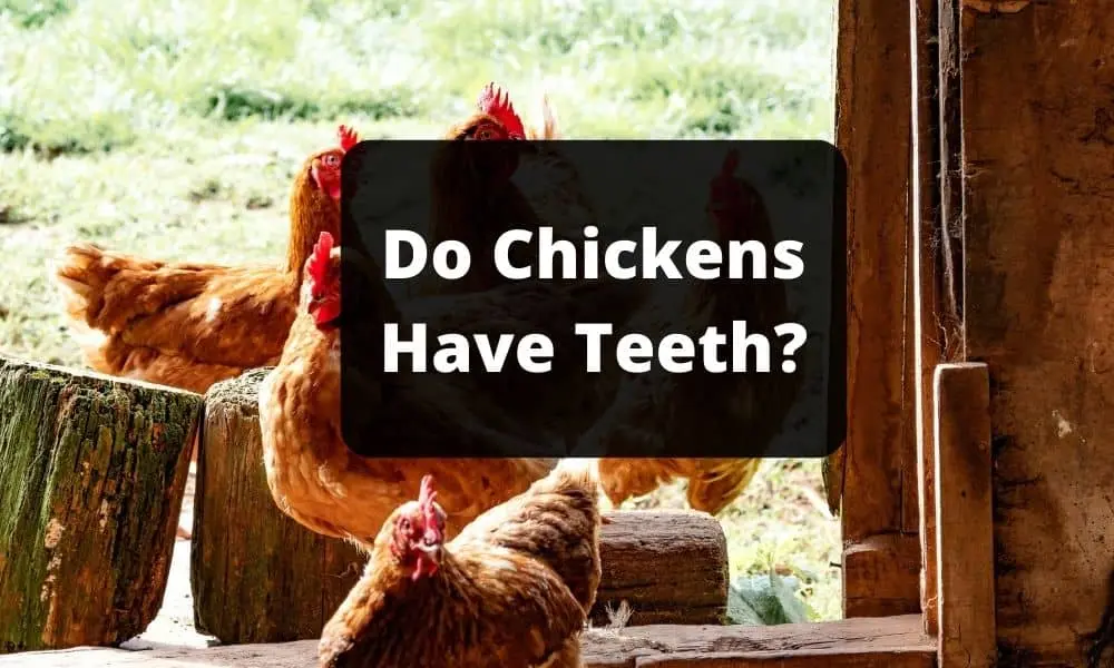 Do Chickens Have Teeth