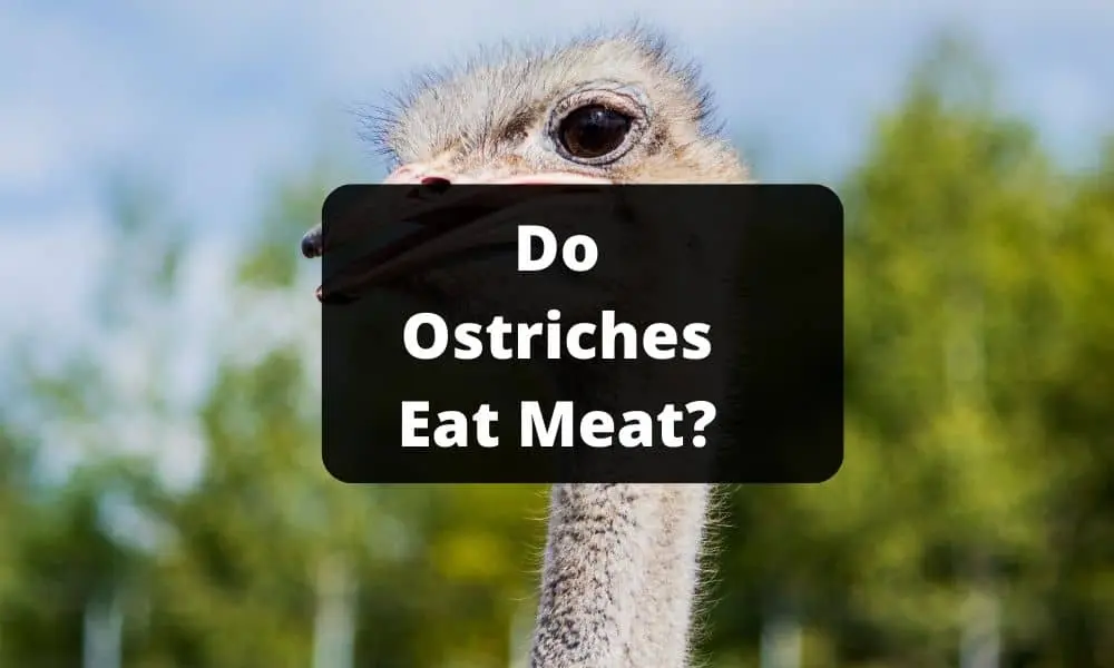 Do Ostriches Eat Meat