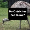 Do Ostriches Eat Stone