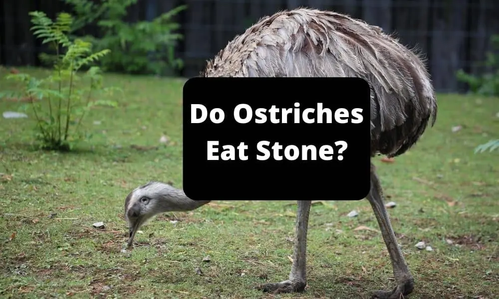 Do Ostriches Eat Stone