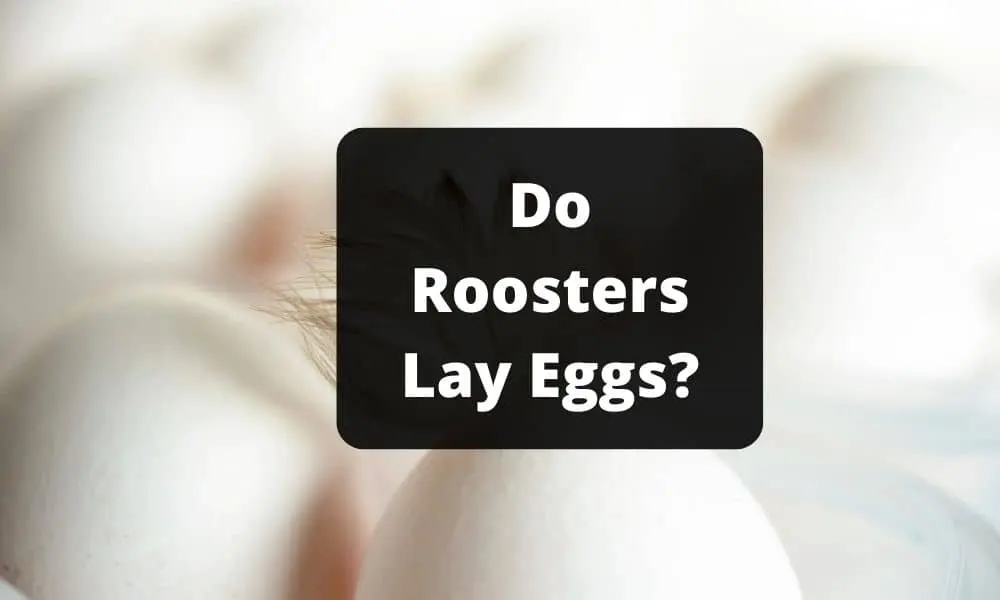 Do Roosters Lay Eggs