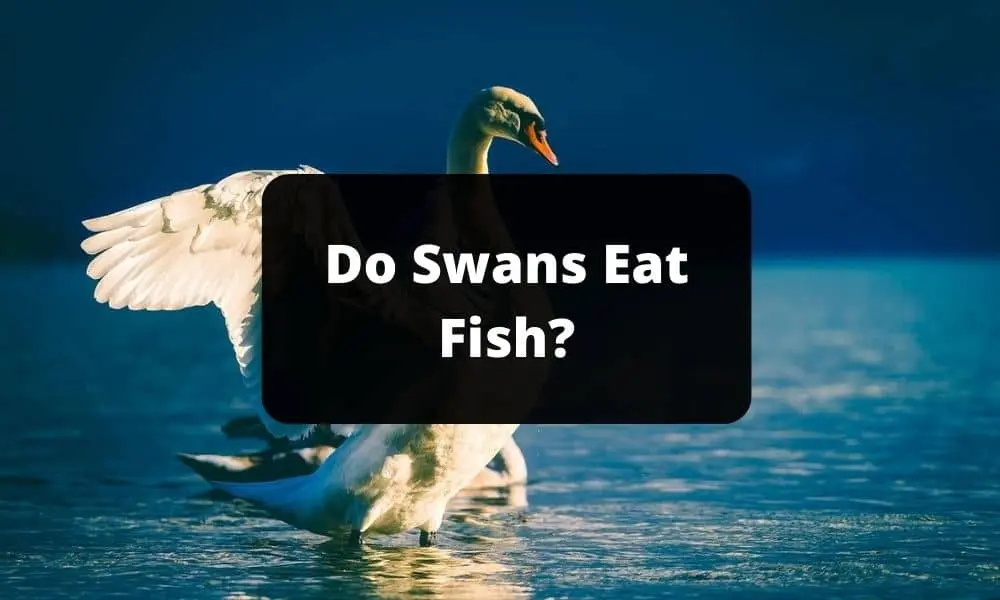 Do Swans Eat Fish