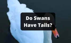 Do Swans Have Tails