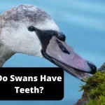 Do Swans Have Teeth