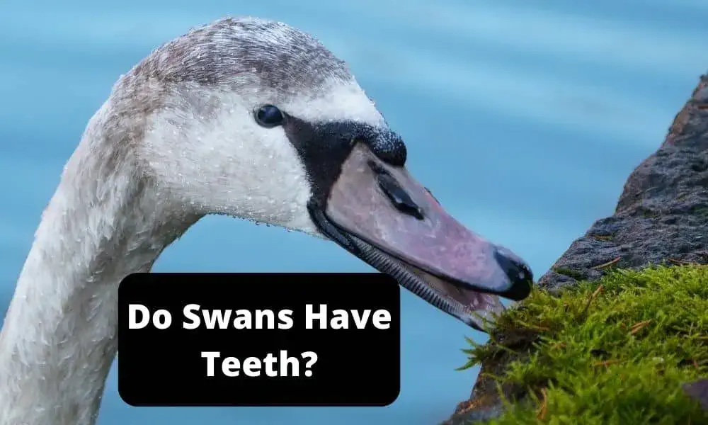 Do Swans Have Teeth