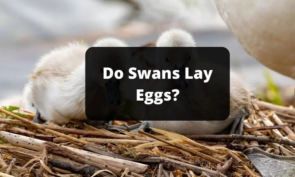 Do Swans Lay Eggs