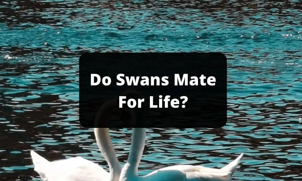 Do Swans Mate For Life