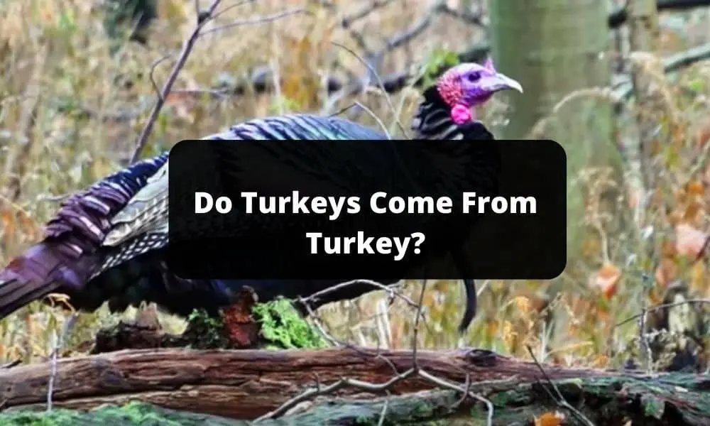 Do Turkeys Come From Turkey