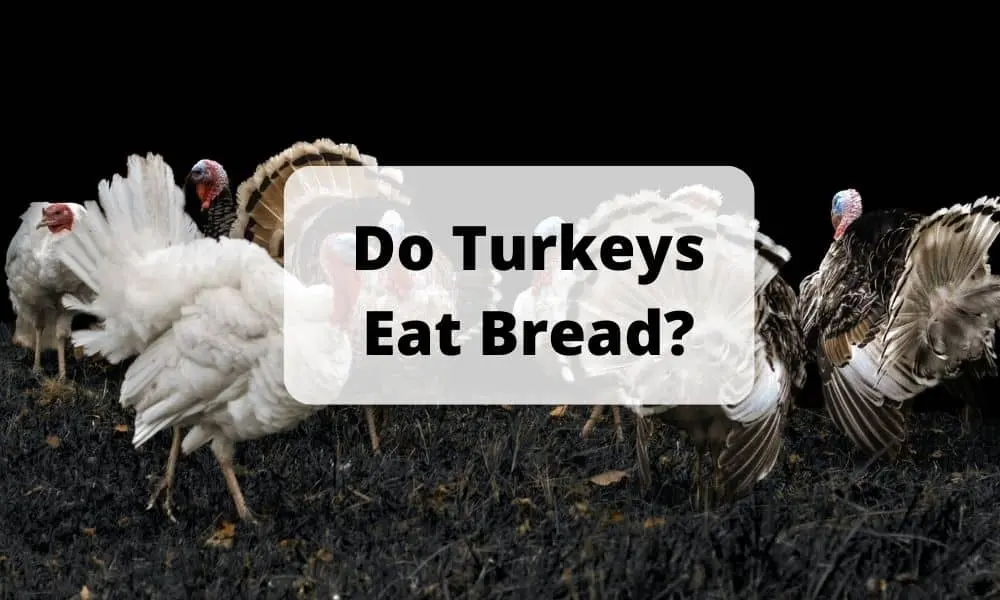 Do Turkeys Eat Bread