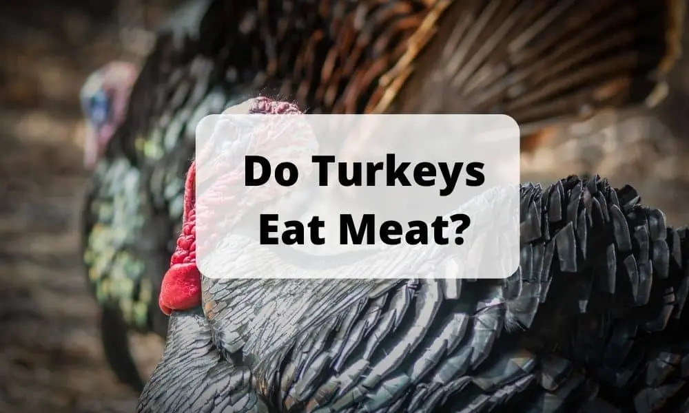 Do Turkeys Eat Meat