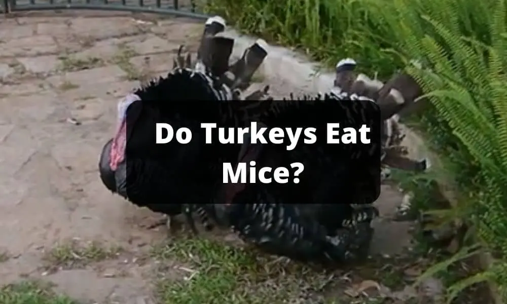 Do Turkeys Eat Mice
