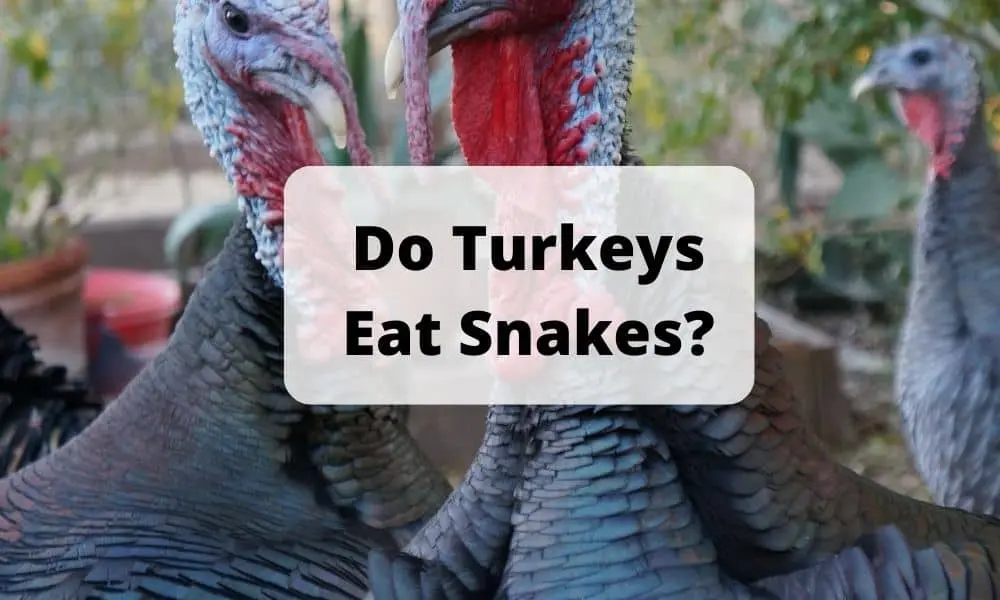 Do Turkeys Eat Snakes