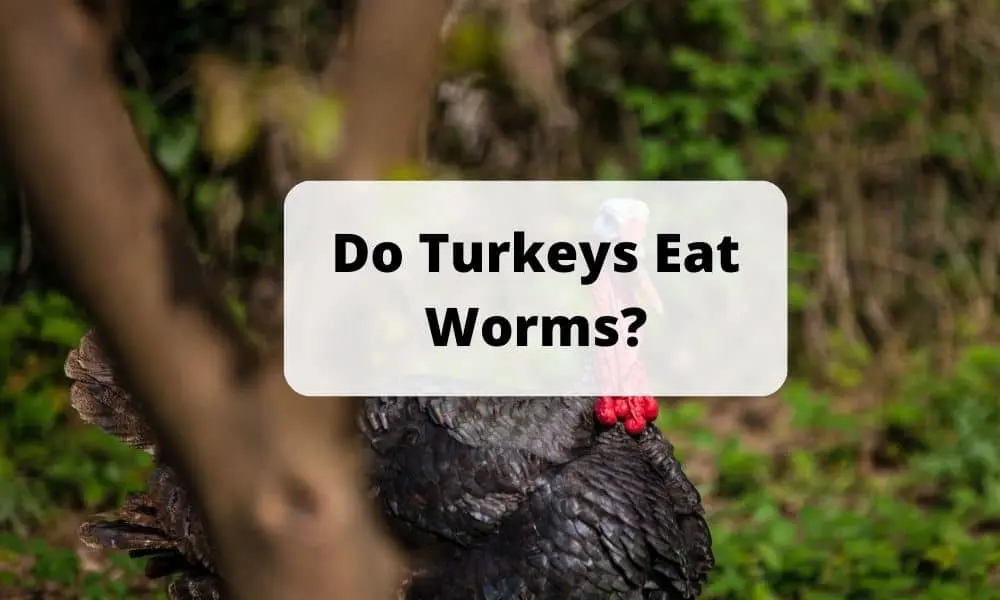 Do Turkeys Eat Worms