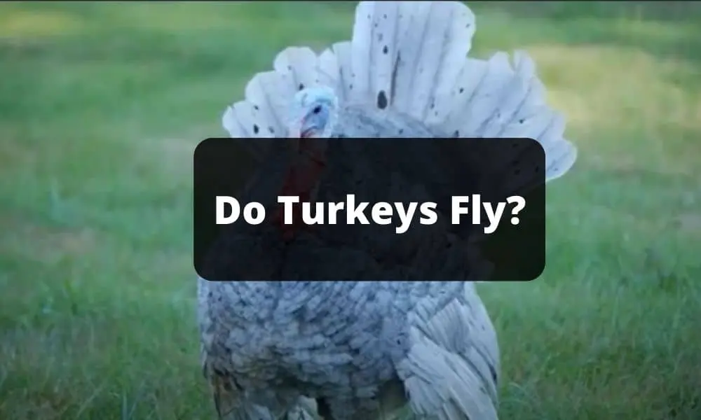 Do Turkeys Fly