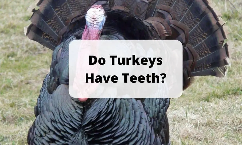 Do Turkeys Have Teeth