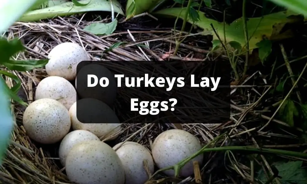Do Turkeys Lay Eggs