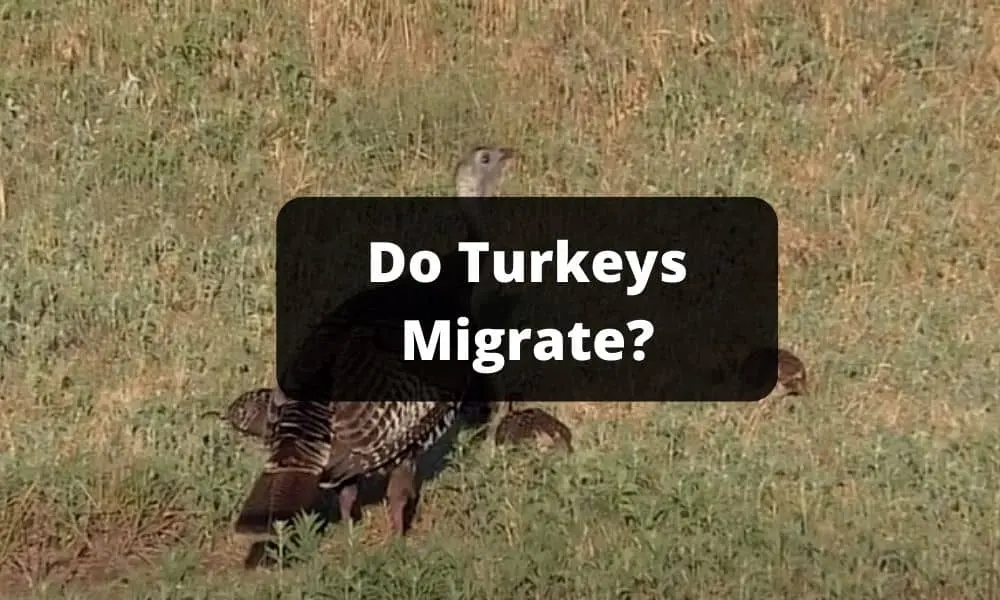 Do Turkeys Migrate
