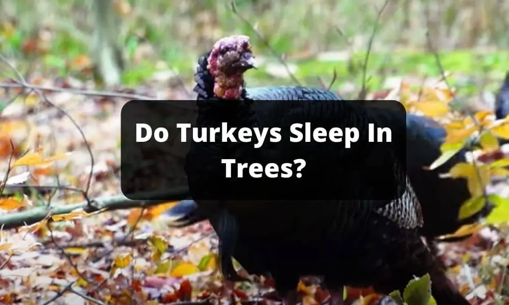 Do Turkeys Sleep In Trees