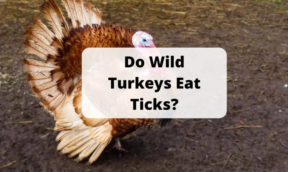 Do Wild Turkeys Eat Ticks