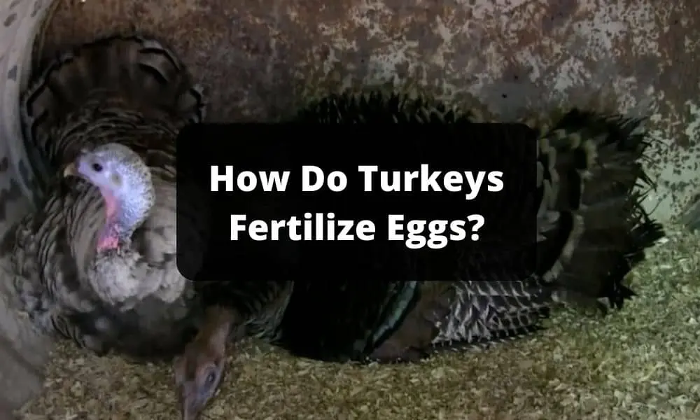 How Do Turkeys Fertilize Eggs