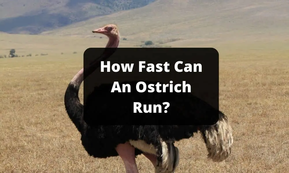How Fast Can An Ostrich Run
