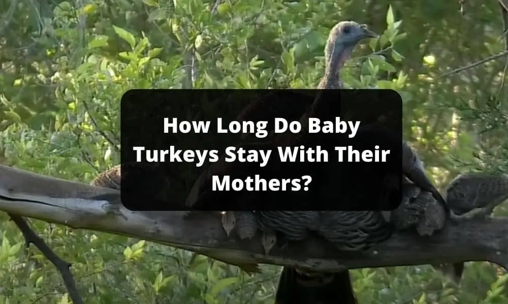 How Long Do Baby Turkeys Stay With Their Mothers