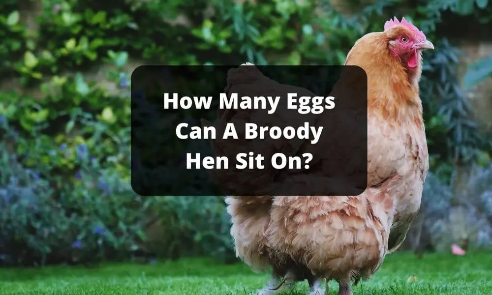 How Many Eggs Can A Broody Hen Sit On