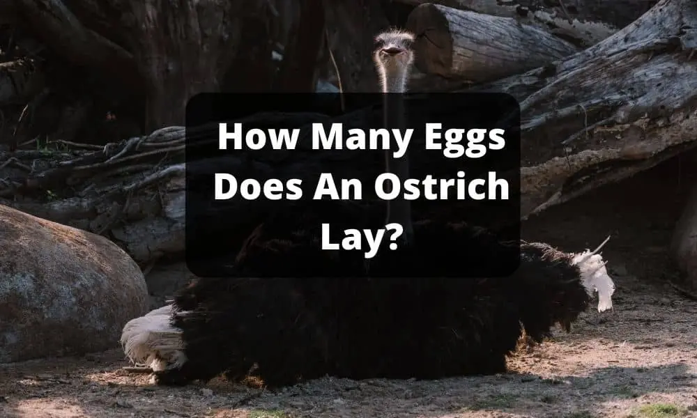 How Many Eggs Does An Ostrich Lay