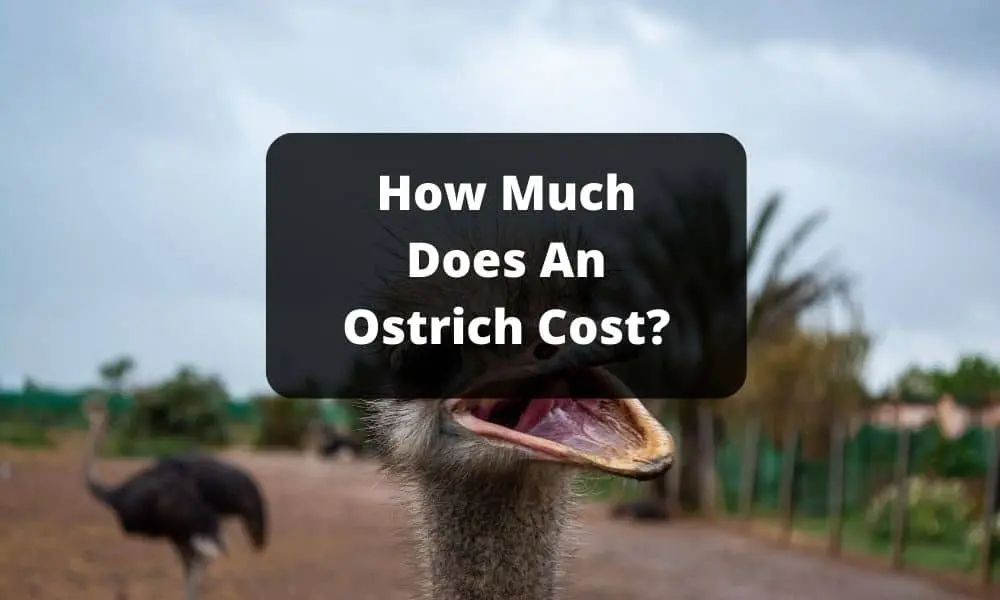 How Much Does An Ostrich Cost