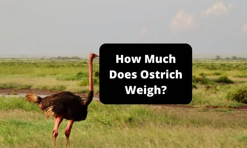 How Much Does Ostrich Weigh