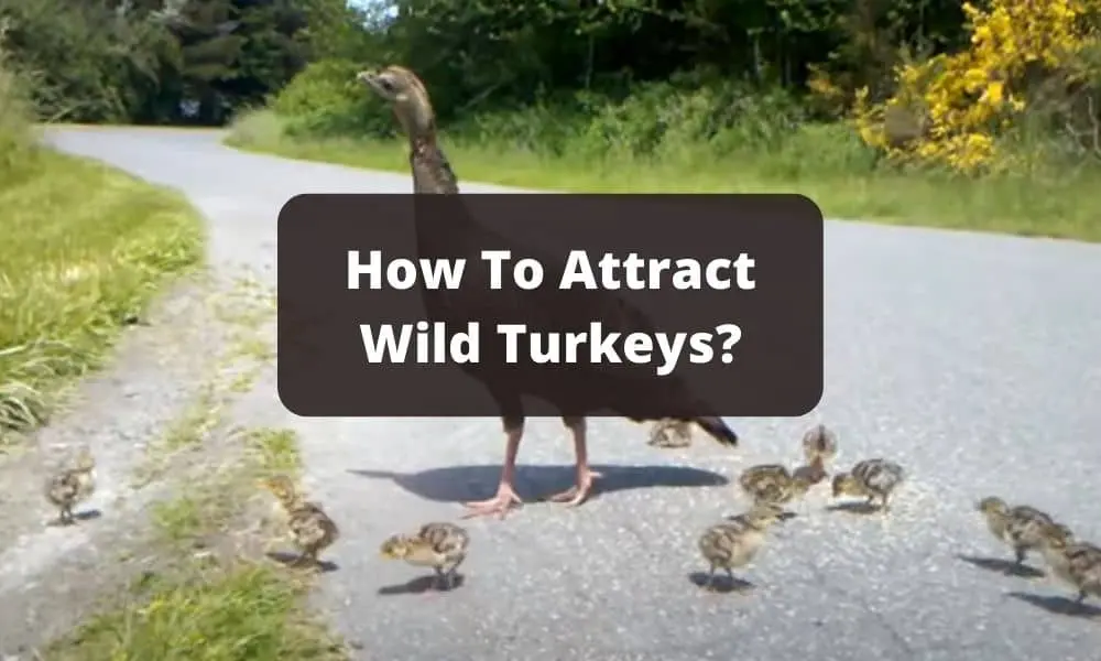 How To Attract Wild Turkeys