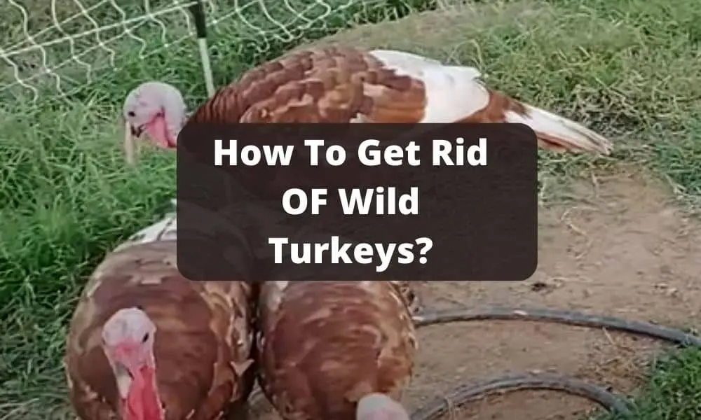 How To Get Rid OF Wild Turkeys