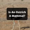 Is An Ostrich A Mammal