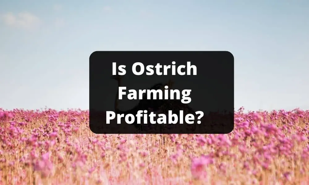 Is Ostrich Farming Profitable