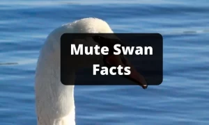 Mute Swan Facts