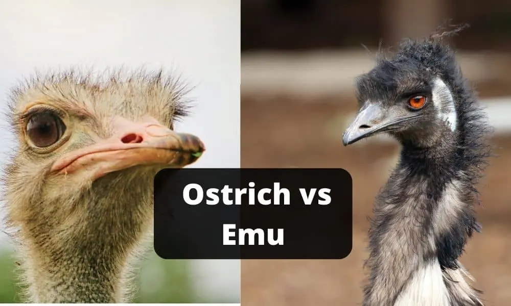 Difference Between Ostrich And Emu? Animalblink