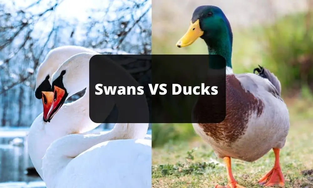 Swans VS Ducks