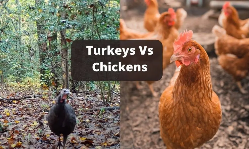 Turkeys Vs Chickens