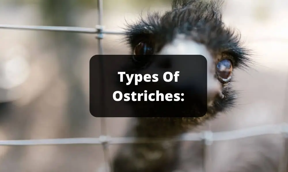 Types Of Ostriches